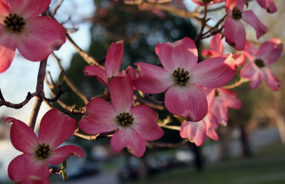 Close-up of pink flowers