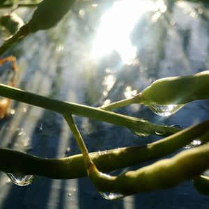 Close-up of plant against blurred background