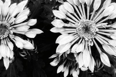 Close-up of flowers blooming outdoors