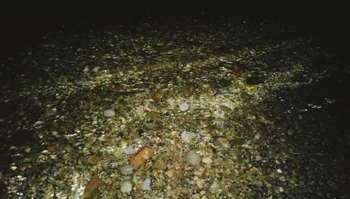 High angle view of trees in lake
