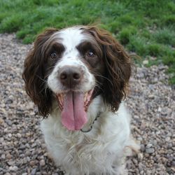 High angle portrait of dog sticking out tongue on land