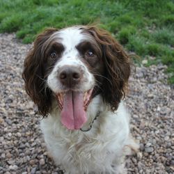 High angle portrait of dog sticking out tongue on land