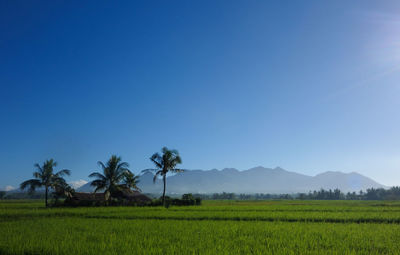 Rice field against clear blue sky