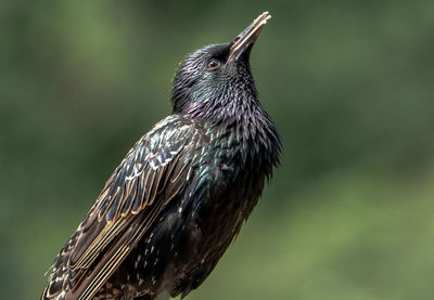 Female starling poses in the garden.