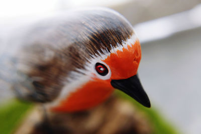 Close-up of a bird