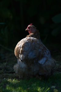 This portrait from behind an orange pekin bantam chicken is side lit with a plain dark background.