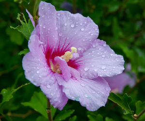 Close-up of wet pink flower