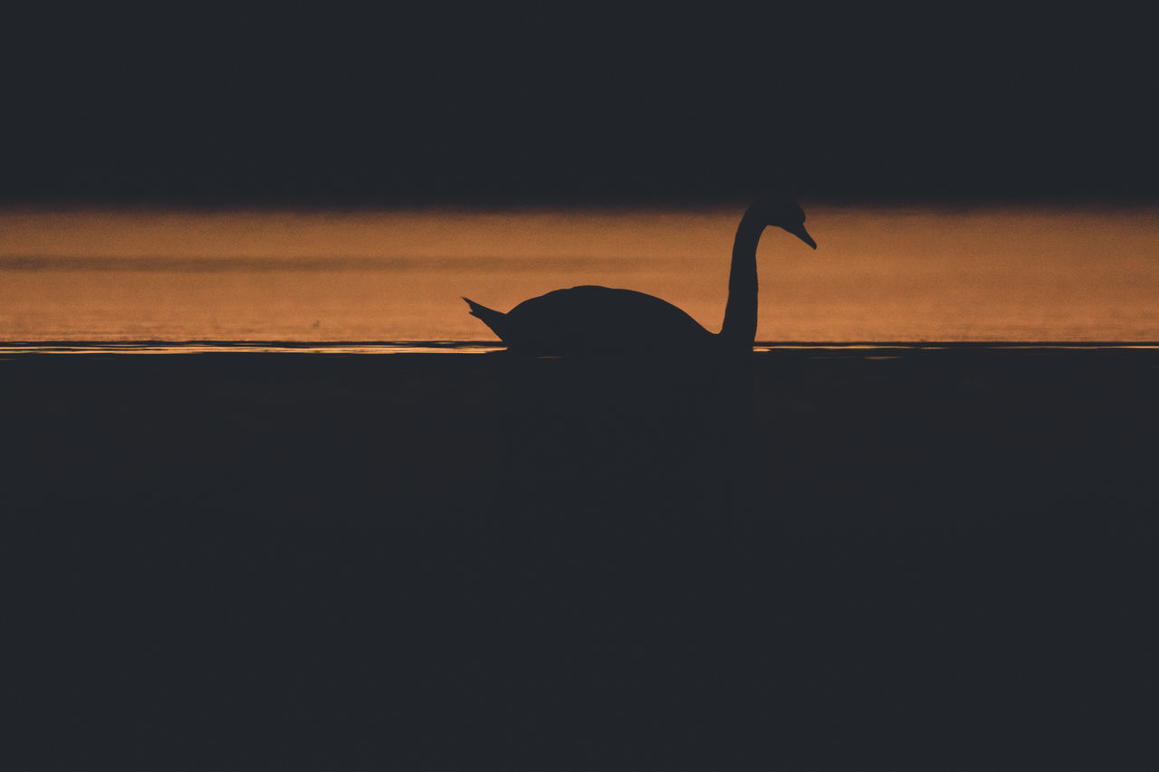 SILHOUETTE OF DUCK SWIMMING IN SEA AGAINST SKY
