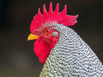 Close-up of rooster