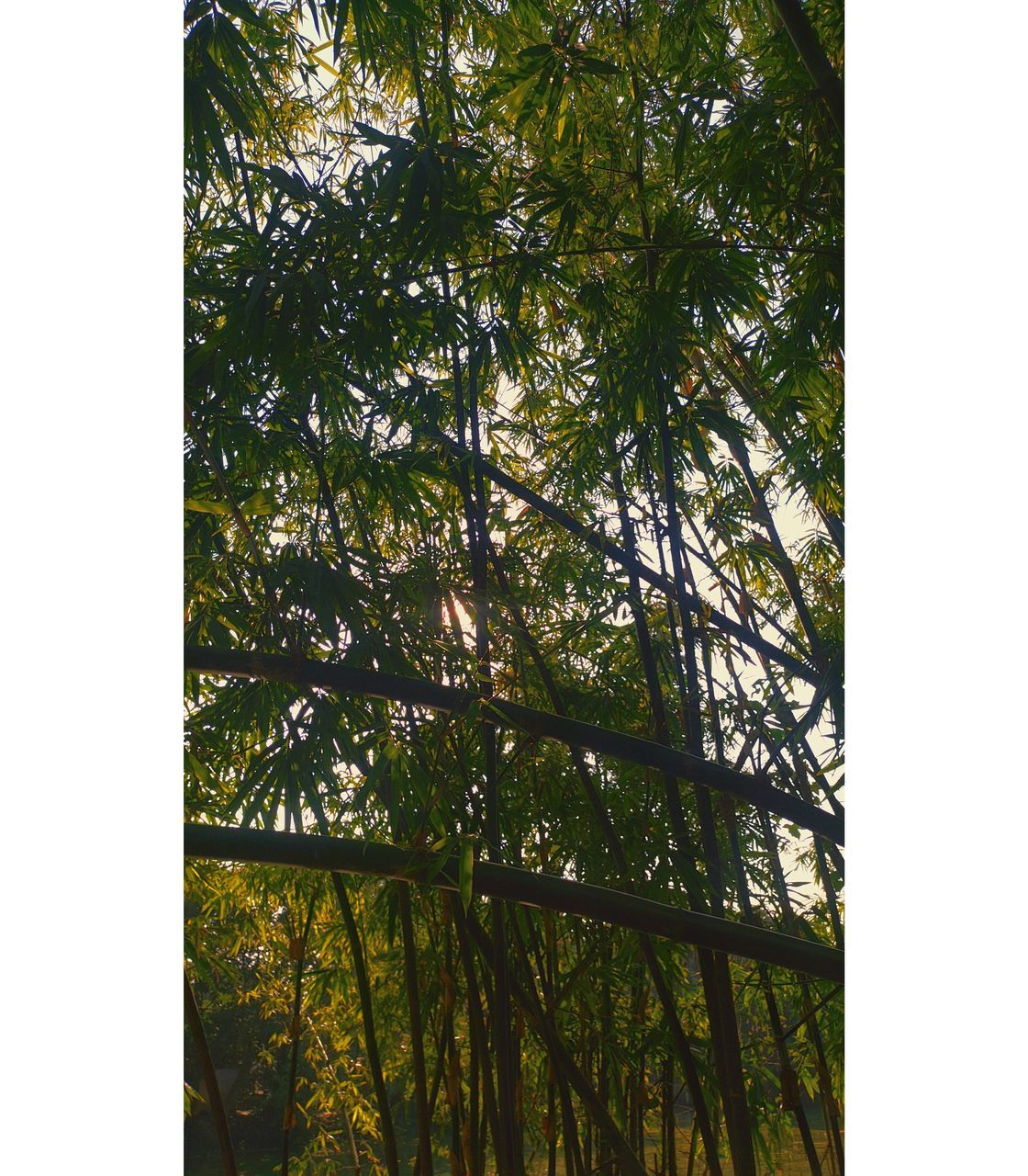 tree, plant, branch, growth, nature, no people, day, leaf, low angle view, green, outdoors, sky, transfer print, beauty in nature, architecture, auto post production filter, sunlight, tranquility, built structure