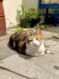 Portrait of cat sitting outdoors