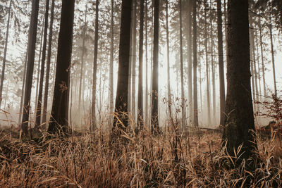 Trees growing in forest