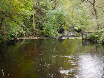 Scenic view of lake in forest