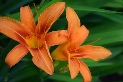 Close-up of orange lilies blooming outdoors