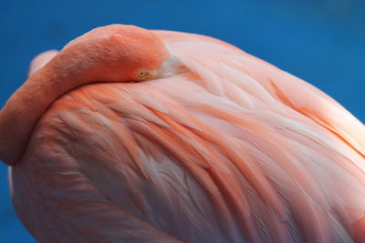 Close-up of bird