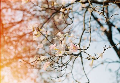 Close-up of cherry blossom tree