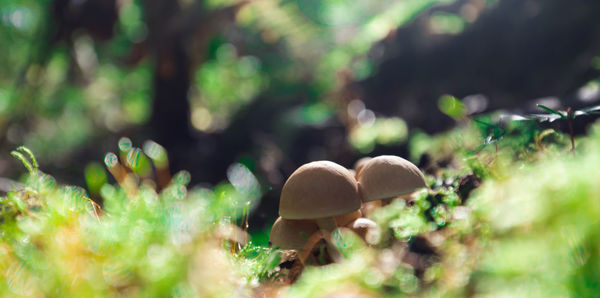 Close-up of mushrooms growing on field