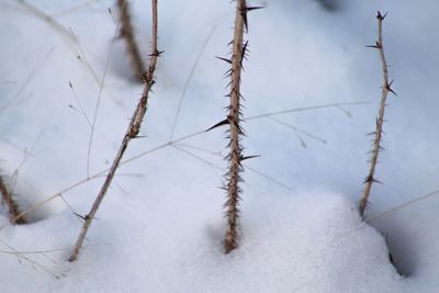 Close-up of snow on plants against sky
