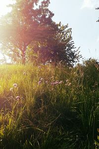 Plants growing on grassy field