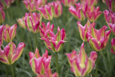 Close-up of pink flowers blooming outdoors