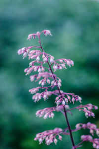 Close-up of heuchera flower