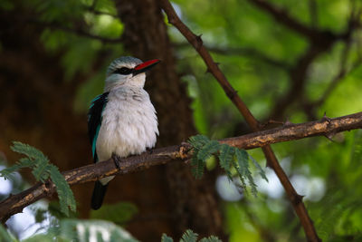 Bird perching on a branch