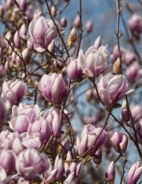 Close-up of pink cherry blossom tree