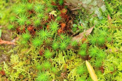 Plants growing on a tree