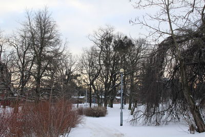 Trees against sky during winter