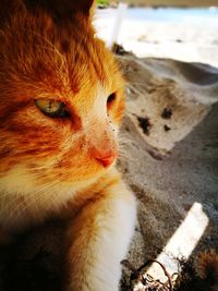 Close-up of a cat