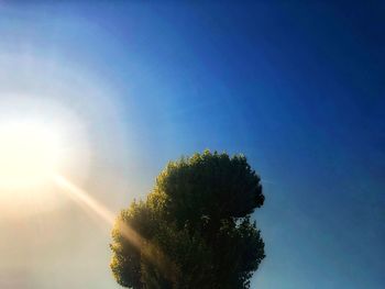 Low angle view of sunlight streaming through tree