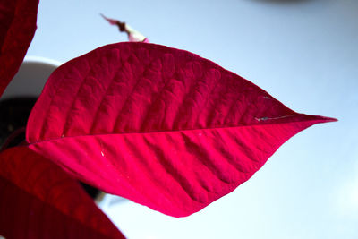 Low angle view of red leaf against sky