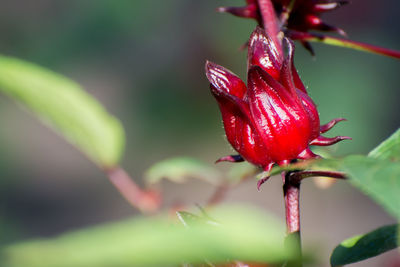 Close-up of red flowering plant