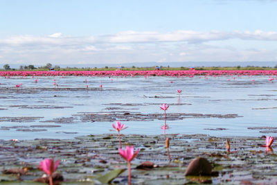 Pink lotus water on beach against sky