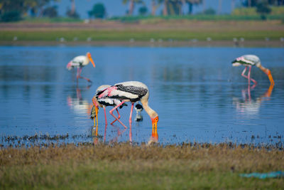 View of painted stork birds in lake
