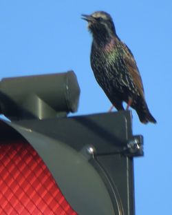 Low angle view of bird perching on metal against sky