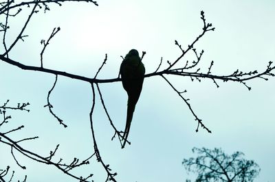 Low angle view of bird perching on tree against sky