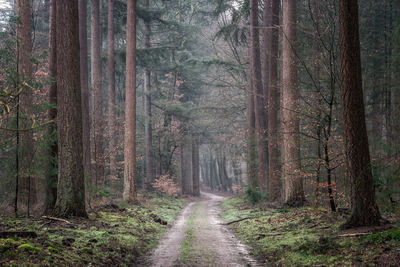 Road amidst trees in forest