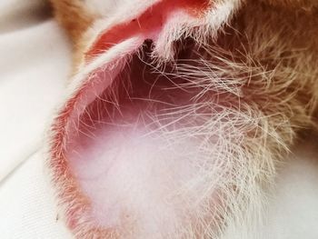 Close-up of cat