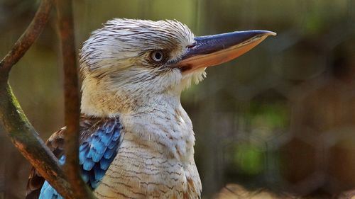 Close-up of blue winged kookaburra