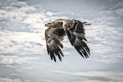 Low angle view of eagle flying against sky