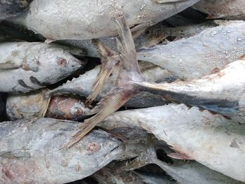 Close-up of fish for sale