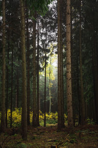 Trees in forest