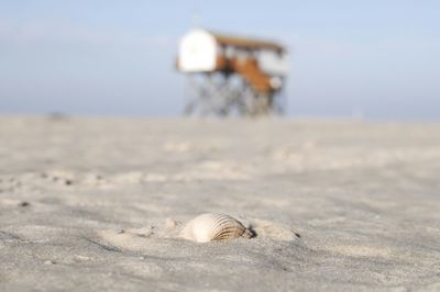 View of seashell on beach