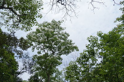 Low angle view of trees against sky