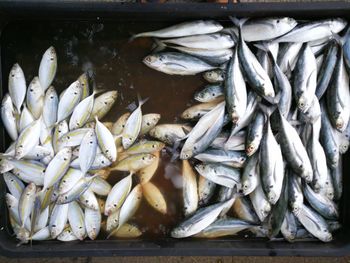 Close-up of fish for sale in market