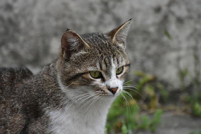 Close-up portrait of a cat looking away