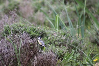 Bird perching on a field