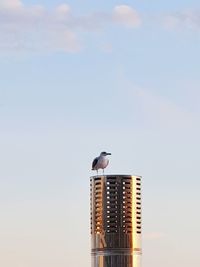 Low angle view of seagull perching on metal against sky