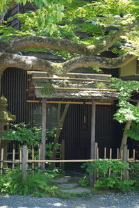 Plants by trees against building